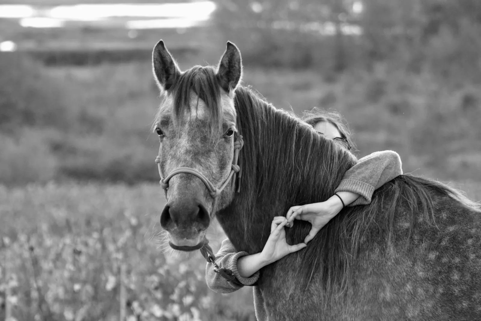Cheval gris dans un pré, enlacé par sa propriétaire